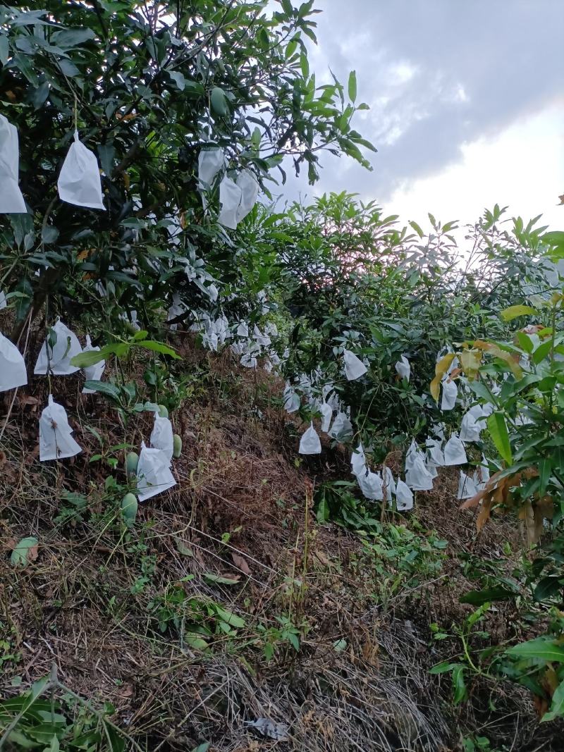 云南桂七芒果