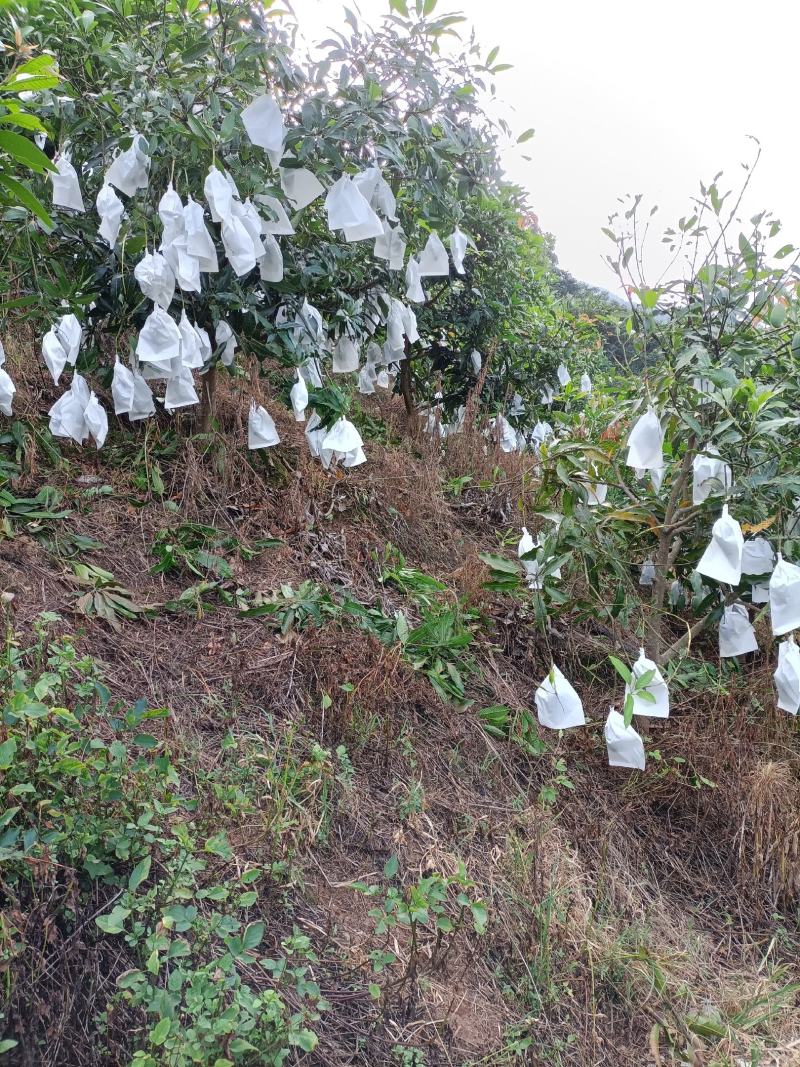 云南桂七芒果
