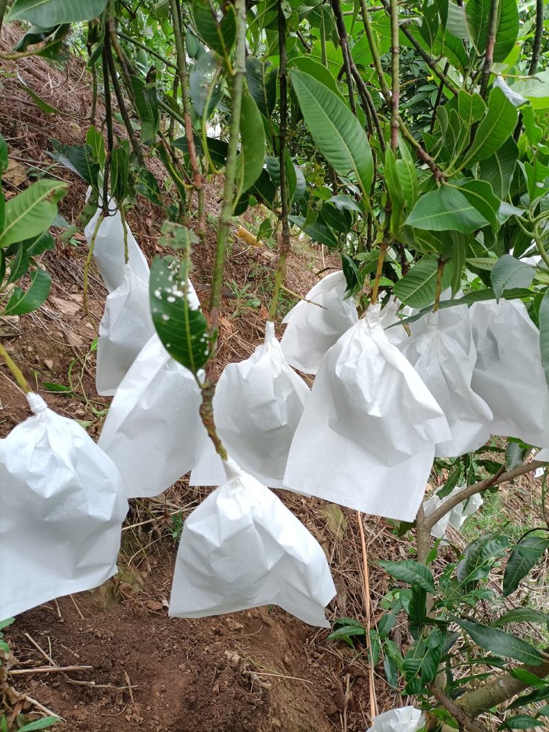 云南桂七芒果