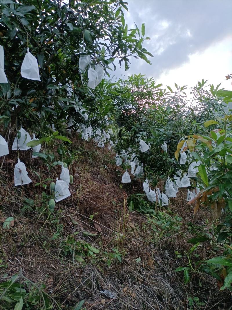 云南桂七芒果
