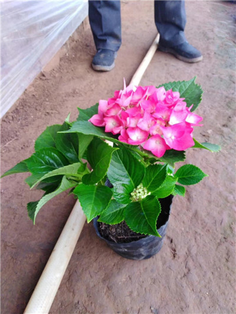 绣球花，八仙花，规格多，品种多，花色多，大量有货