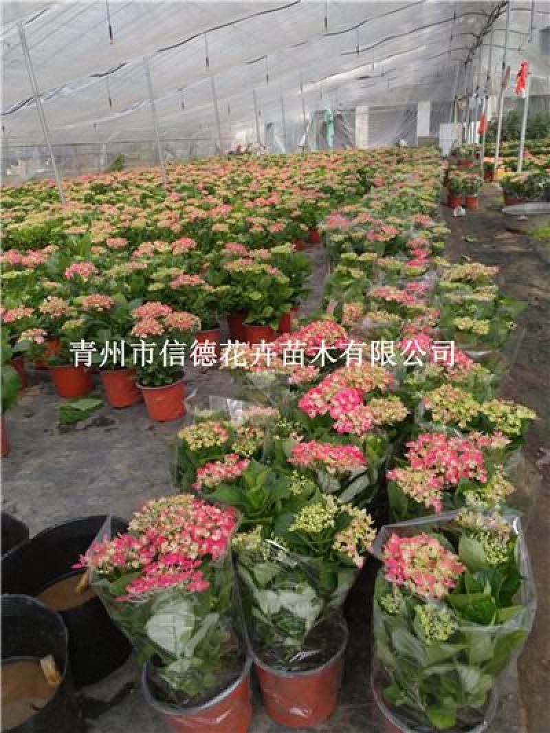 绣球花，八仙花，规格多，品种多，花色多，大量有货