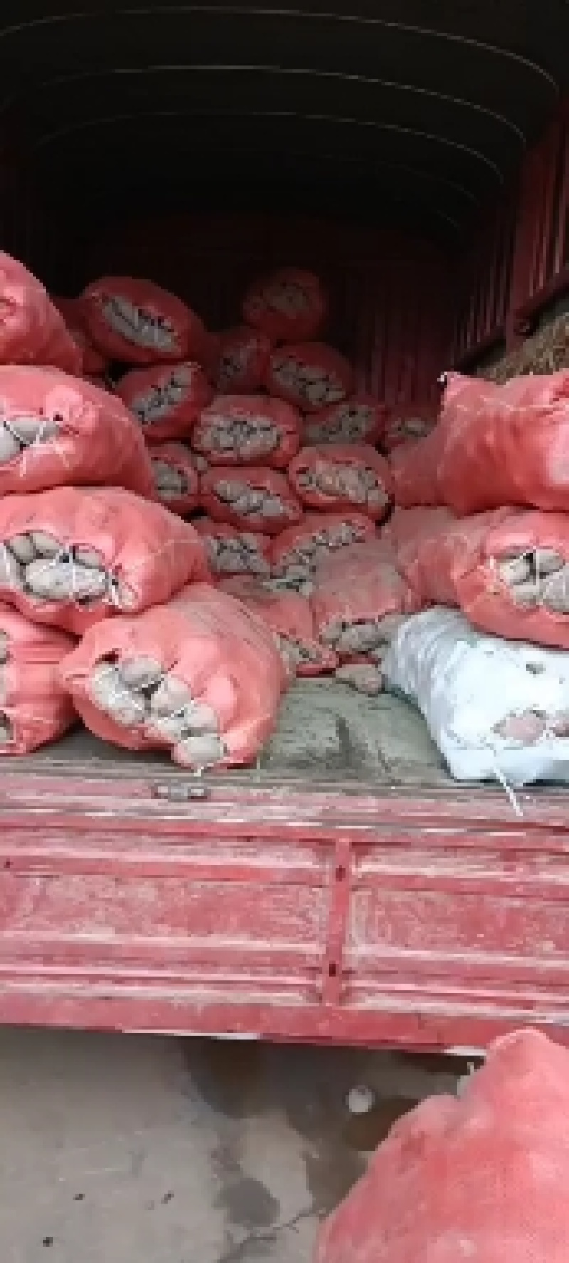 高山土豆农户生产。帮代收。需要的联系我