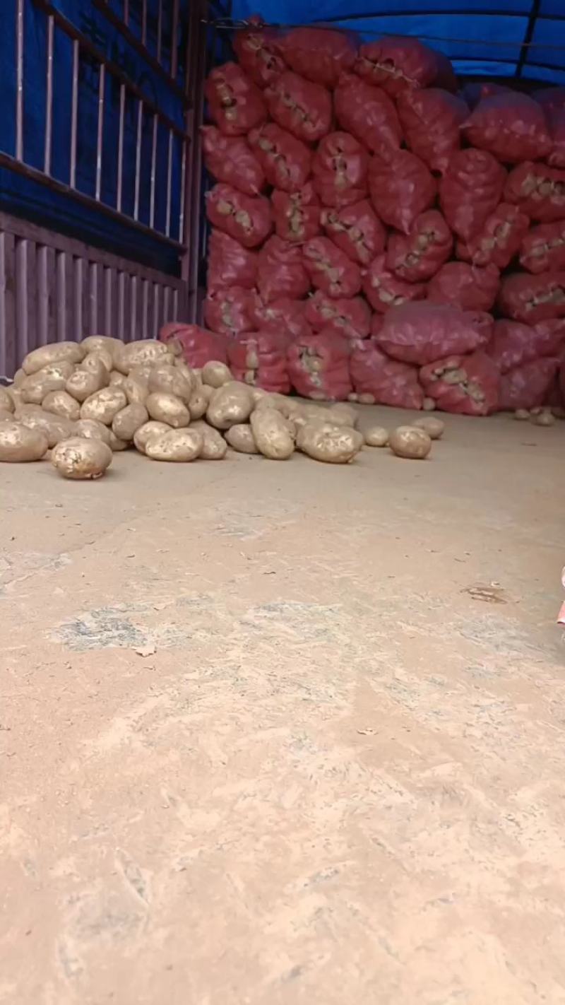 高山土豆农户生产。帮代收。需要的联系我