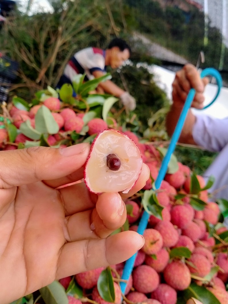 麻垌荔枝