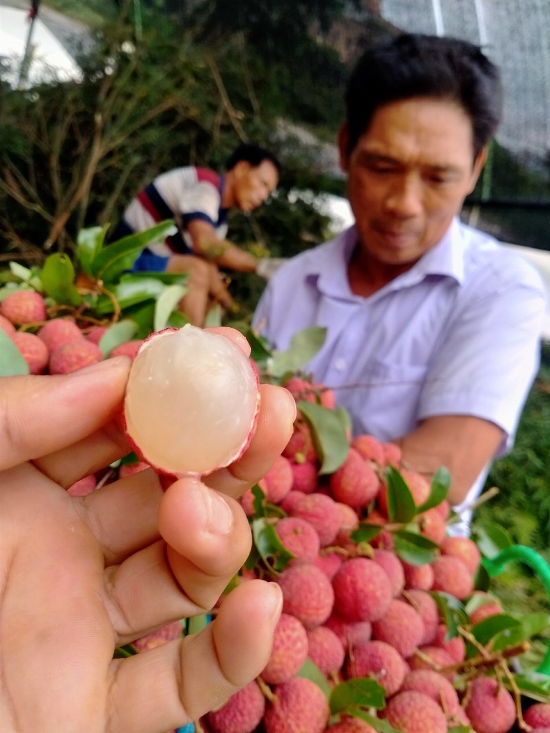 麻垌荔枝