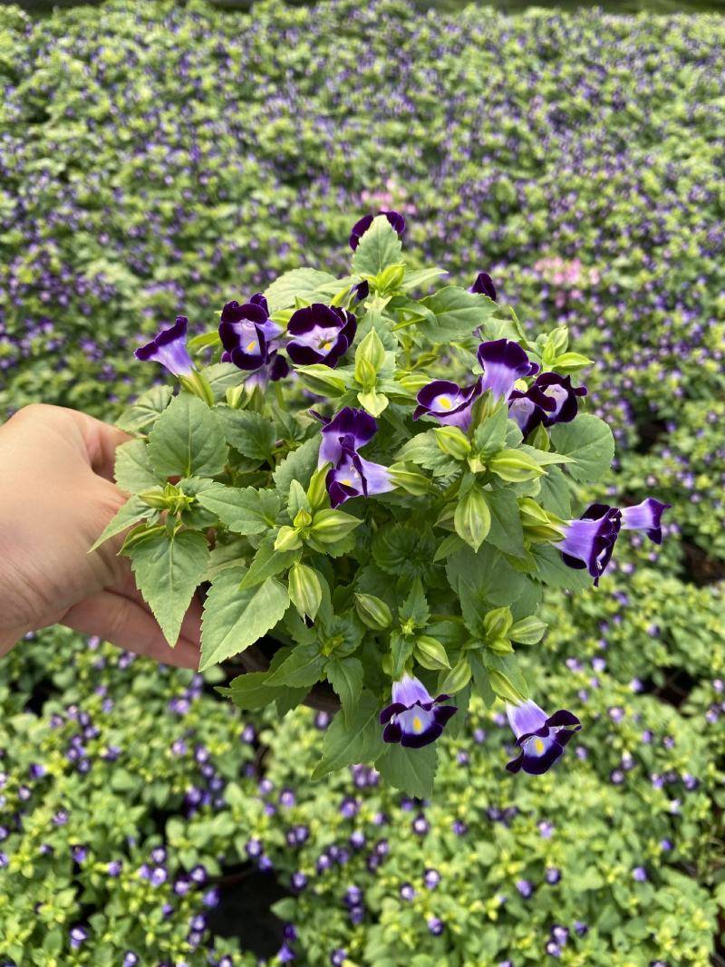 夏瑾/观花植物/花卉盆景/基地直销/大小规格齐全