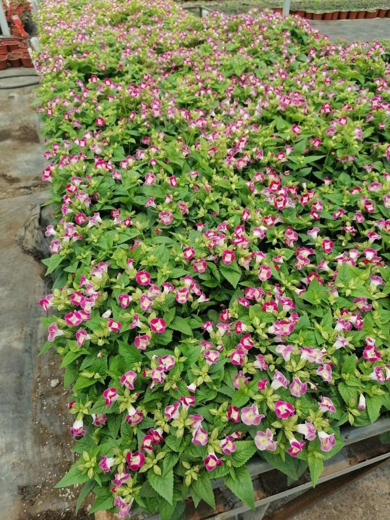 夏瑾/观花植物/花卉盆景/基地直销/大小规格齐全