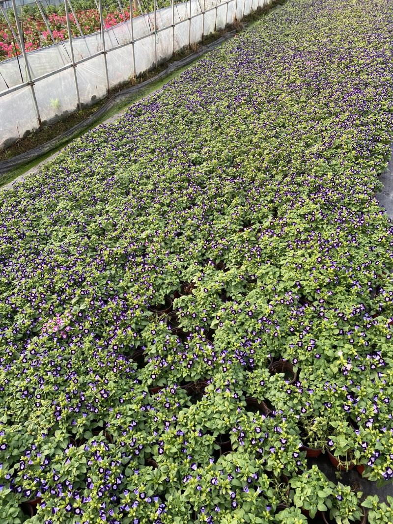 夏瑾/观花植物/花卉盆景/基地直销/大小规格齐全