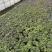 夏瑾/观花植物/花卉盆景/基地直销/大小规格齐全