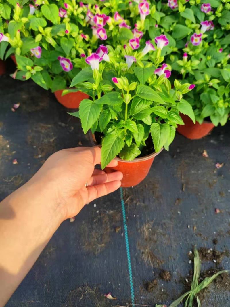 夏瑾/观花植物/花卉盆景/基地直销/大小规格齐全