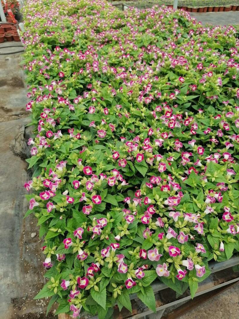 夏瑾/观花植物/花卉盆景/基地直销/大小规格齐全