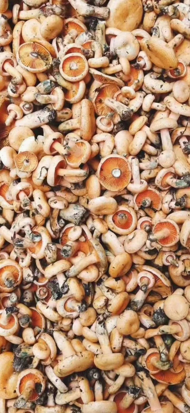 新鲜的松树菌第二批大量上市