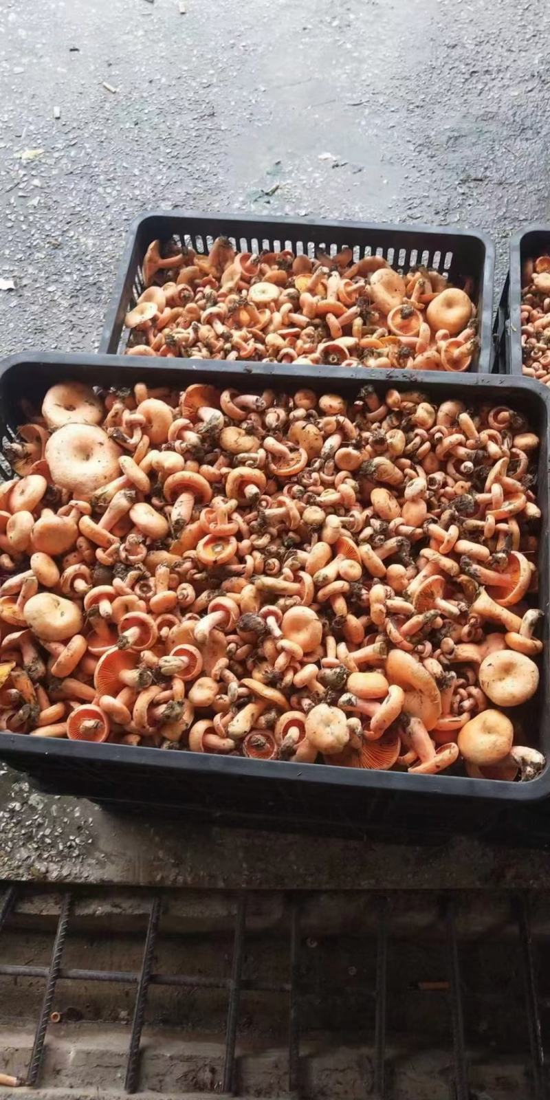 新鲜的松树菌第二批大量上市