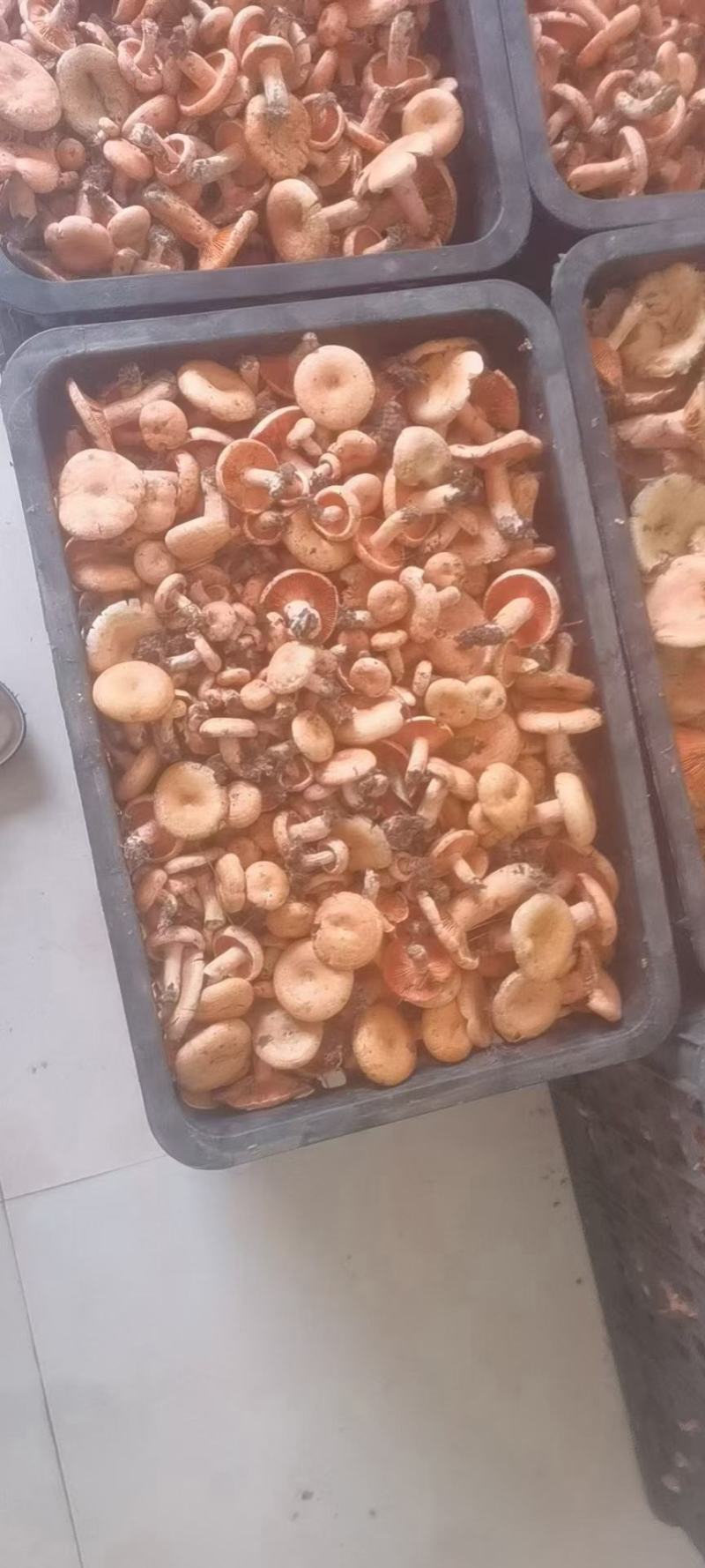 新鲜的松树菌第二批大量上市