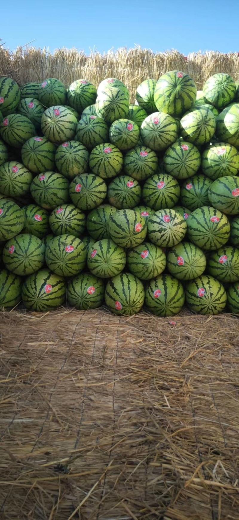 【推荐】宁夏西瓜宁夏量大从优包熟包甜欢迎来电咨