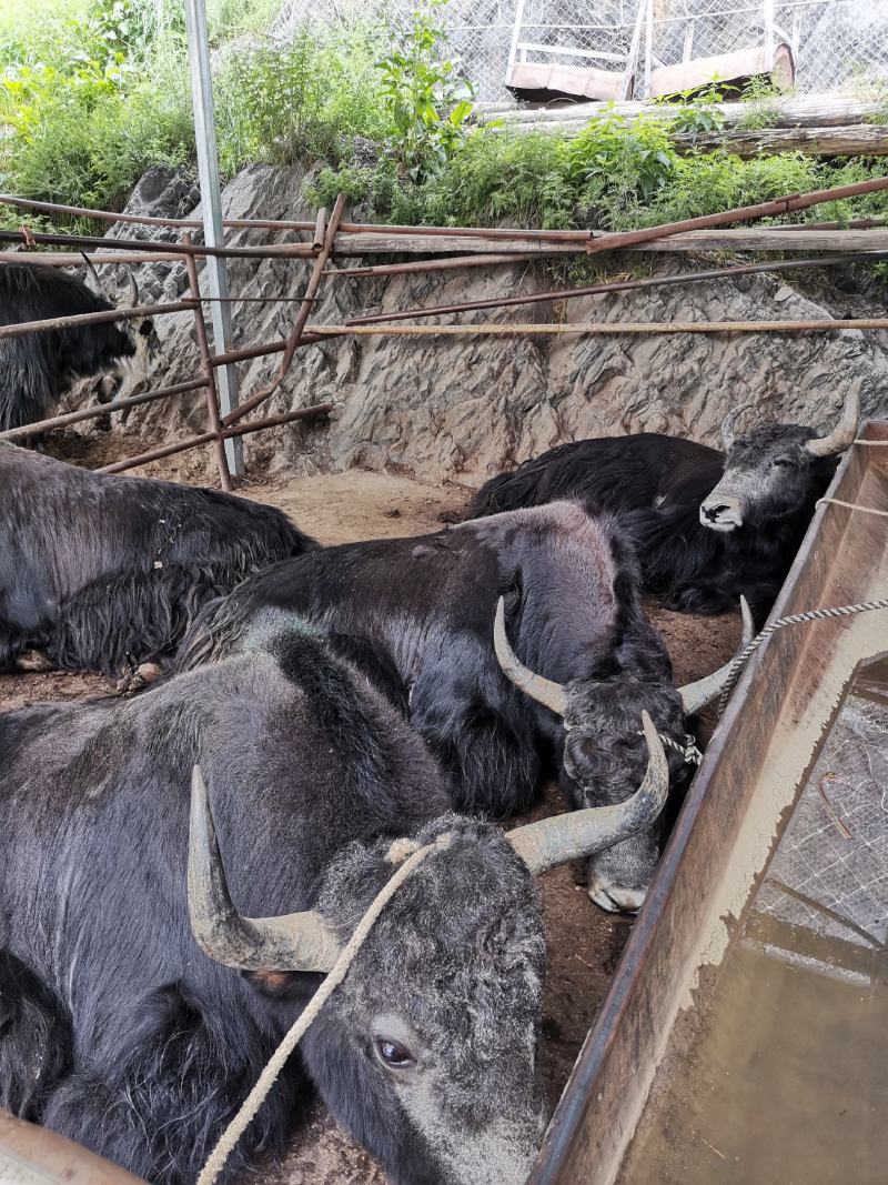 高原新鲜牦牛肉，现在现卖。