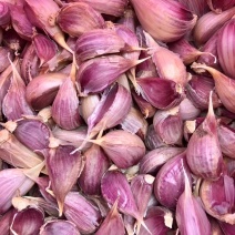 川蒜种子早熟四川二水早红根蒜苗种子，苔蒜种