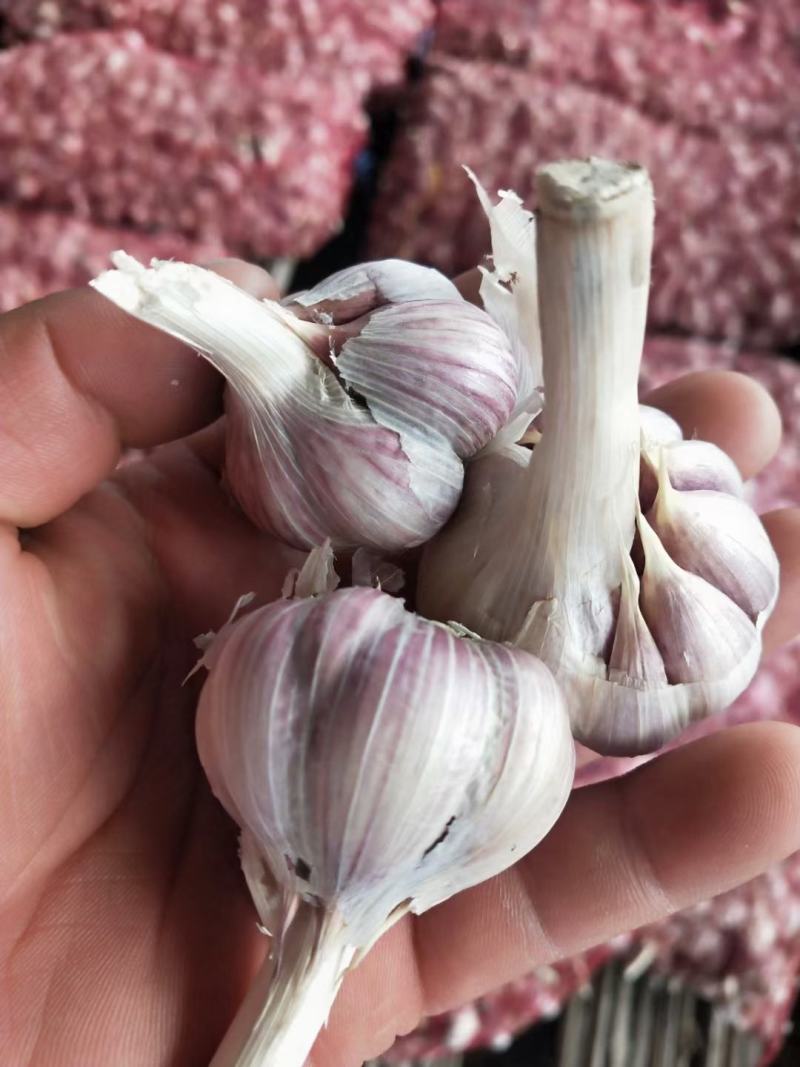 川蒜种苔蒜种，寒蒜种现货供应，欢迎采购