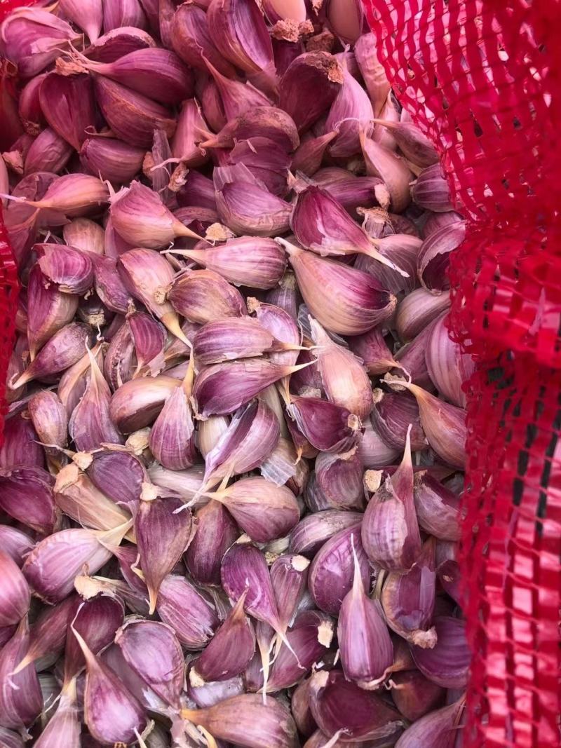 川蒜种苔蒜种，寒蒜种现货供应，欢迎采购