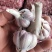川蒜种，苔蒜种，川蒜四川二水早蒜种，诚信经营