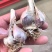 川蒜种，苔蒜种，川蒜四川二水早蒜种，诚信经营