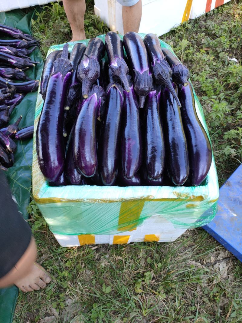 ，烧烤茄，大量上市，基地直供，没有任何中间商，