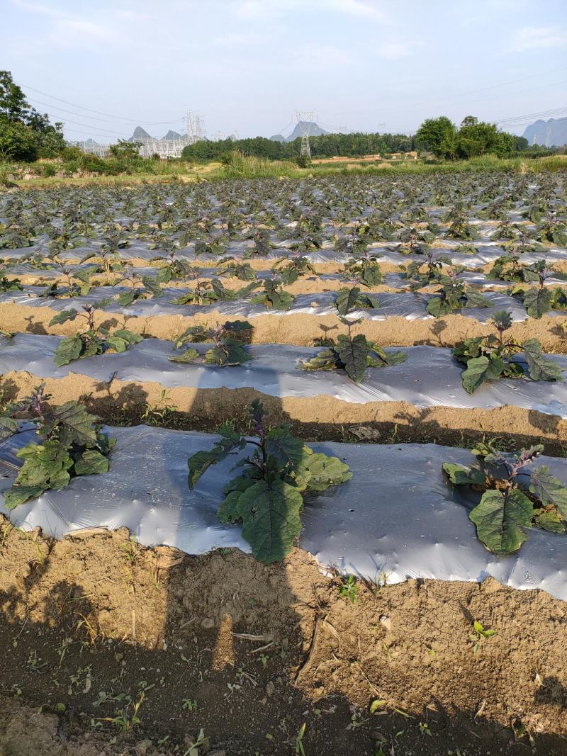 ，烧烤茄，大量上市，基地直供，没有任何中间商，