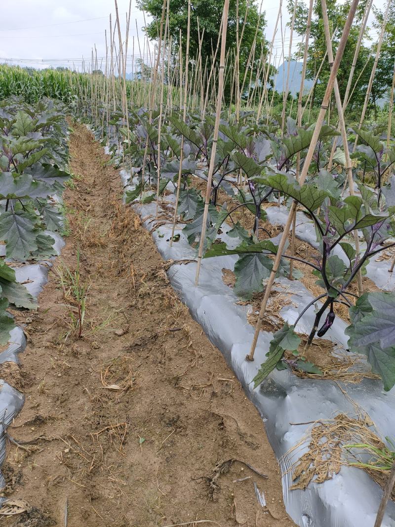 ，烧烤茄，大量上市，基地直供，没有任何中间商，