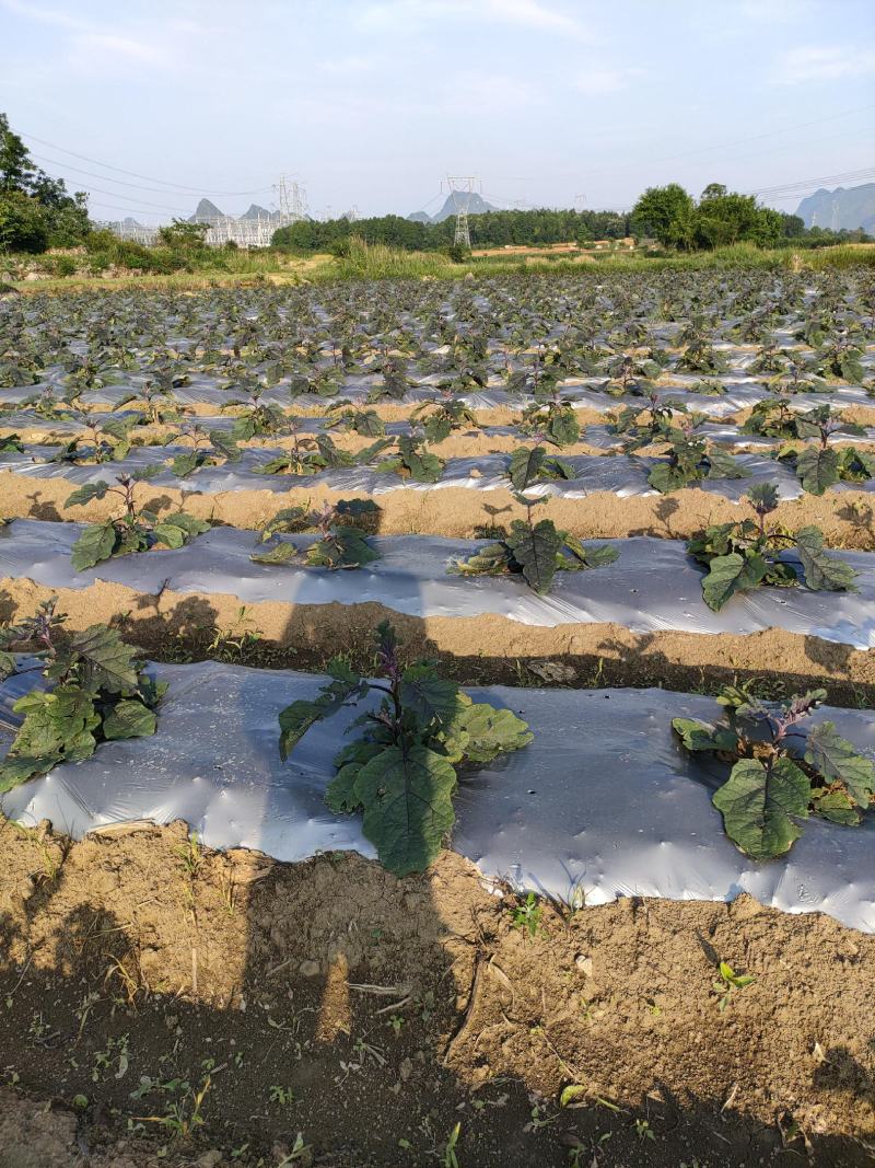 ，烧烤茄，大量上市，基地直供，没有任何中间商，