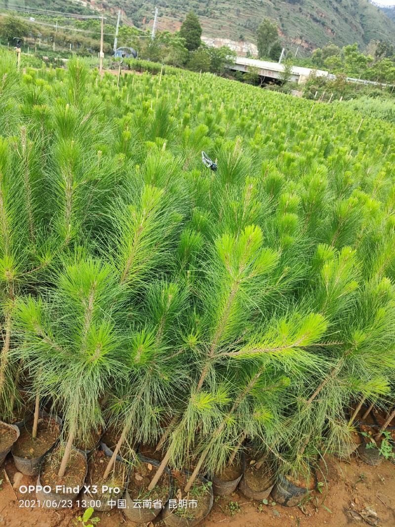 湿地松