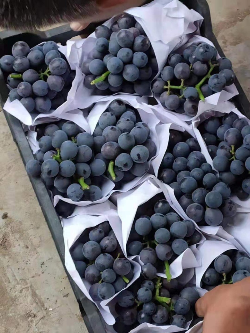 【优质商家】柏乡葡萄大颗粒夏黑大量供应视频看货