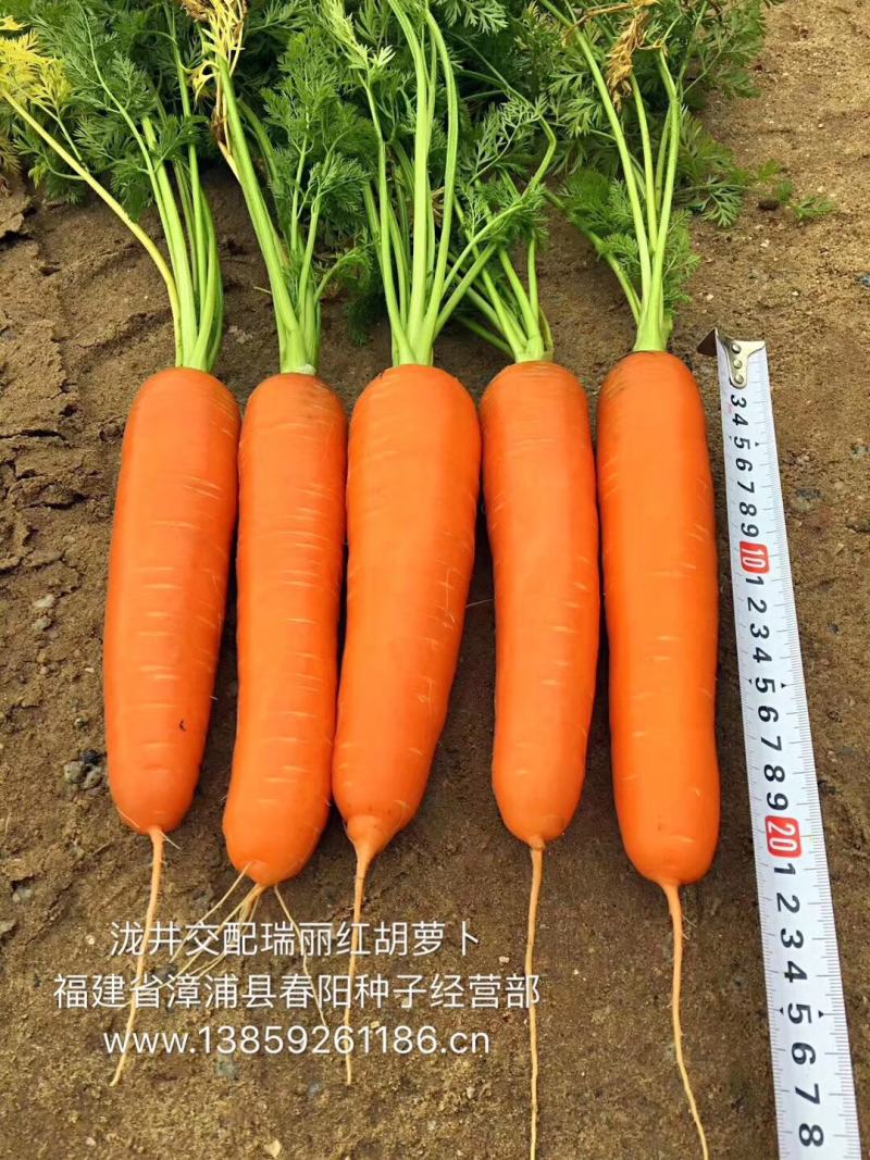 原装进口高档产品，日本龙井瑞丽红红萝卜种子