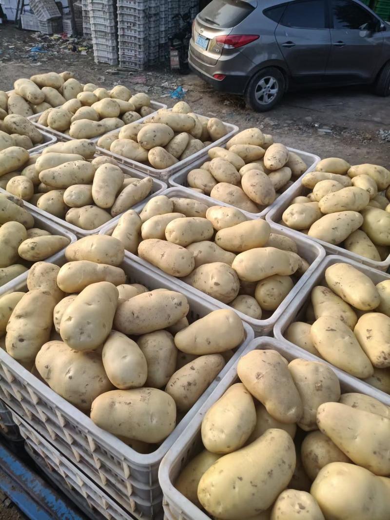山东土豆荷兰十五土豆产地直供质优价廉货发全国