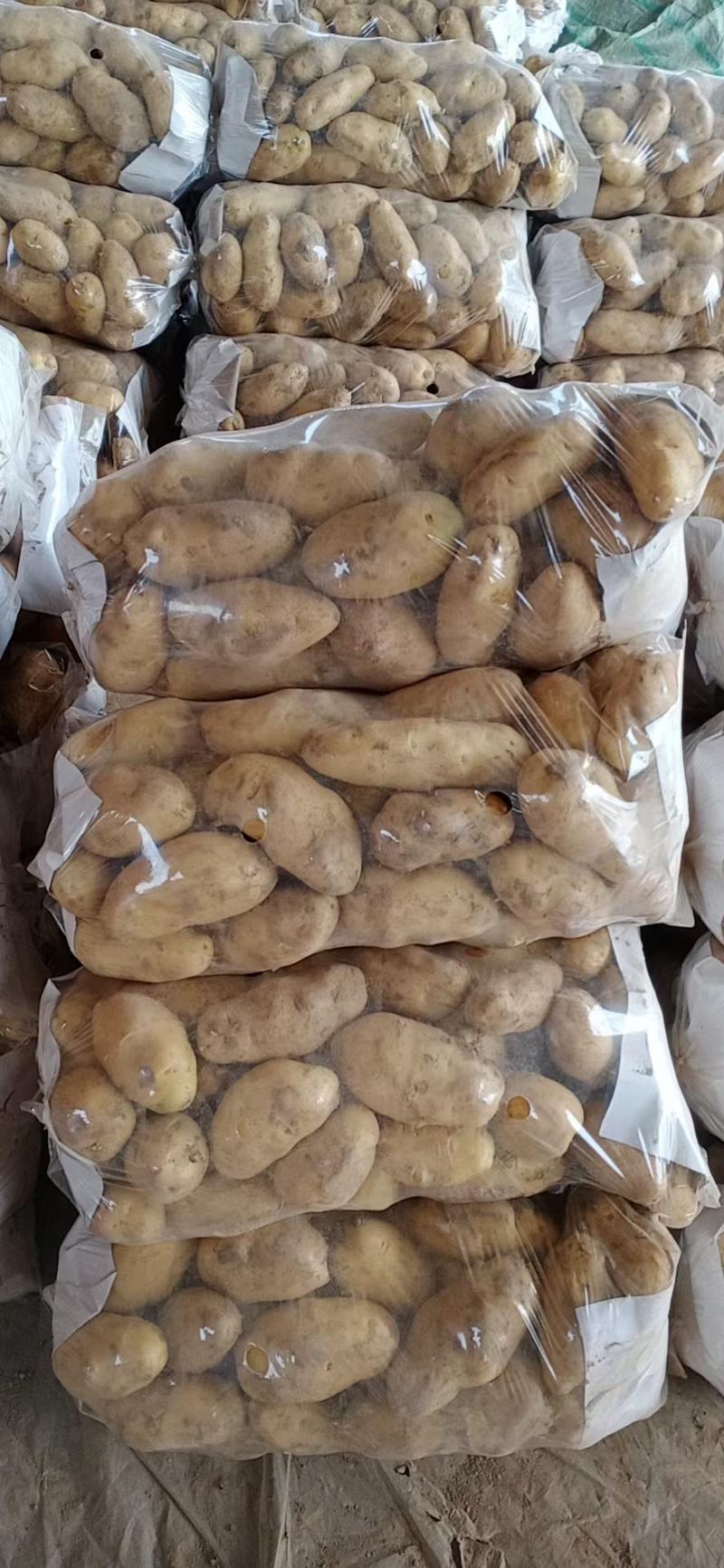 山东土豆荷兰十五土豆产地直供质优价廉货发全国
