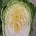 大白菜，河北大白菜，上市，产地供货代发全国