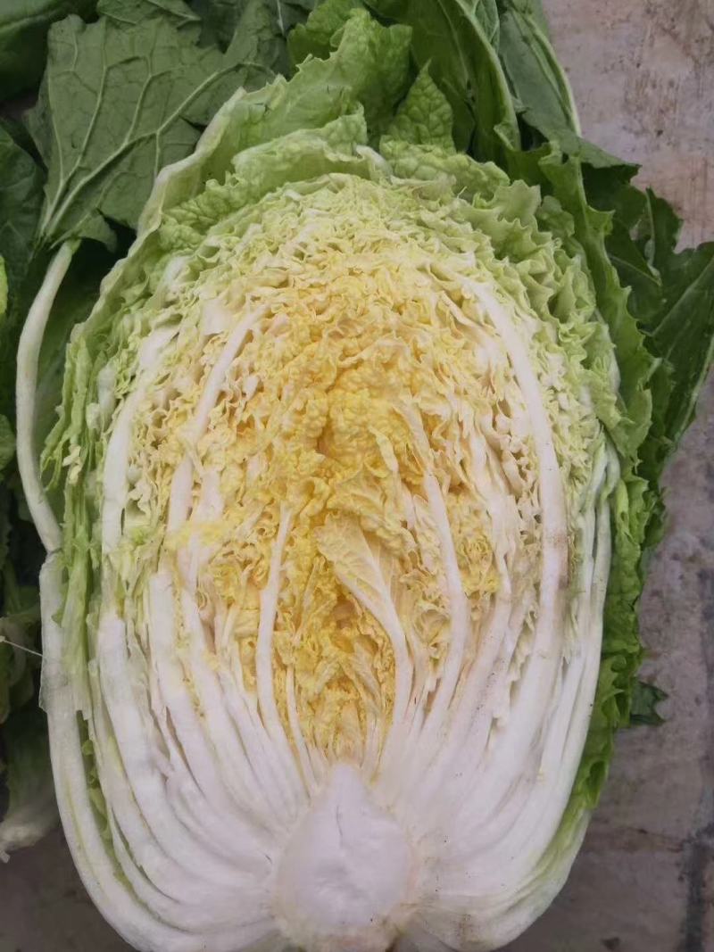 大白菜，河北大白菜，上市，产地供货代发全国