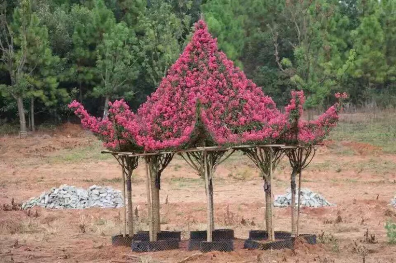 正宗紫薇苗（可做花瓶，篱笆）包成活率，保湿发货，快递包邮