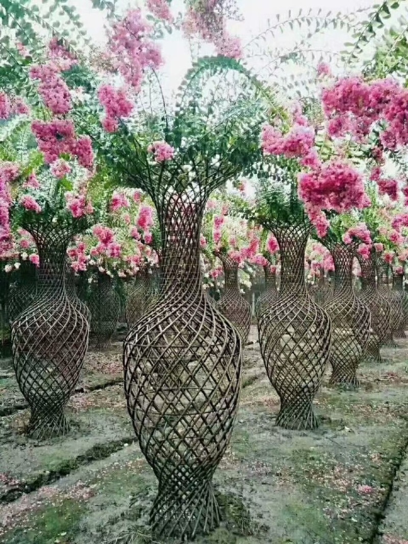 正宗紫薇苗（可做花瓶，篱笆）包成活率，保湿发货，快递包邮