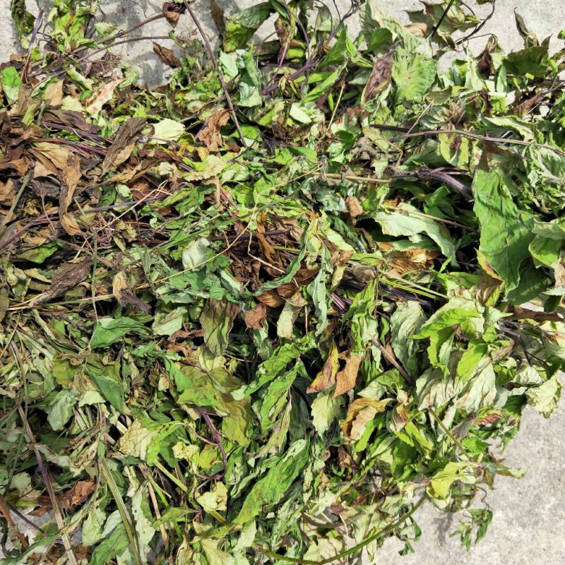石见穿中药材整棵切段干货大别山采地产批发零售