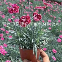 彩虹石竹，规格多，质量好，一手货源，大量有货