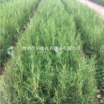 侧柏，50-100，大量有货，基地直发，一手货源充足