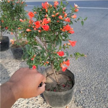 丛生花石榴，规格齐全，一手货源，大量有货，盆栽苗地栽苗