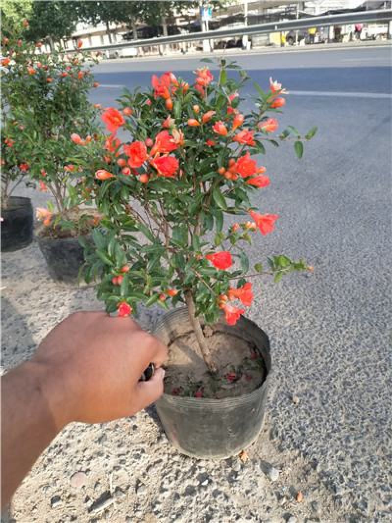 丛生花石榴，规格齐全，一手货源，大量有货，盆栽苗地栽苗