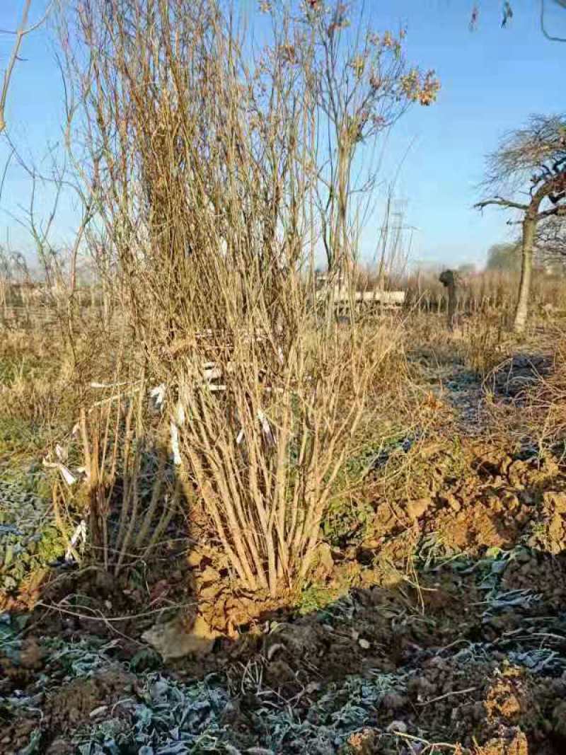 丛生花石榴，规格齐全，一手货源，大量有货，盆栽苗地栽苗