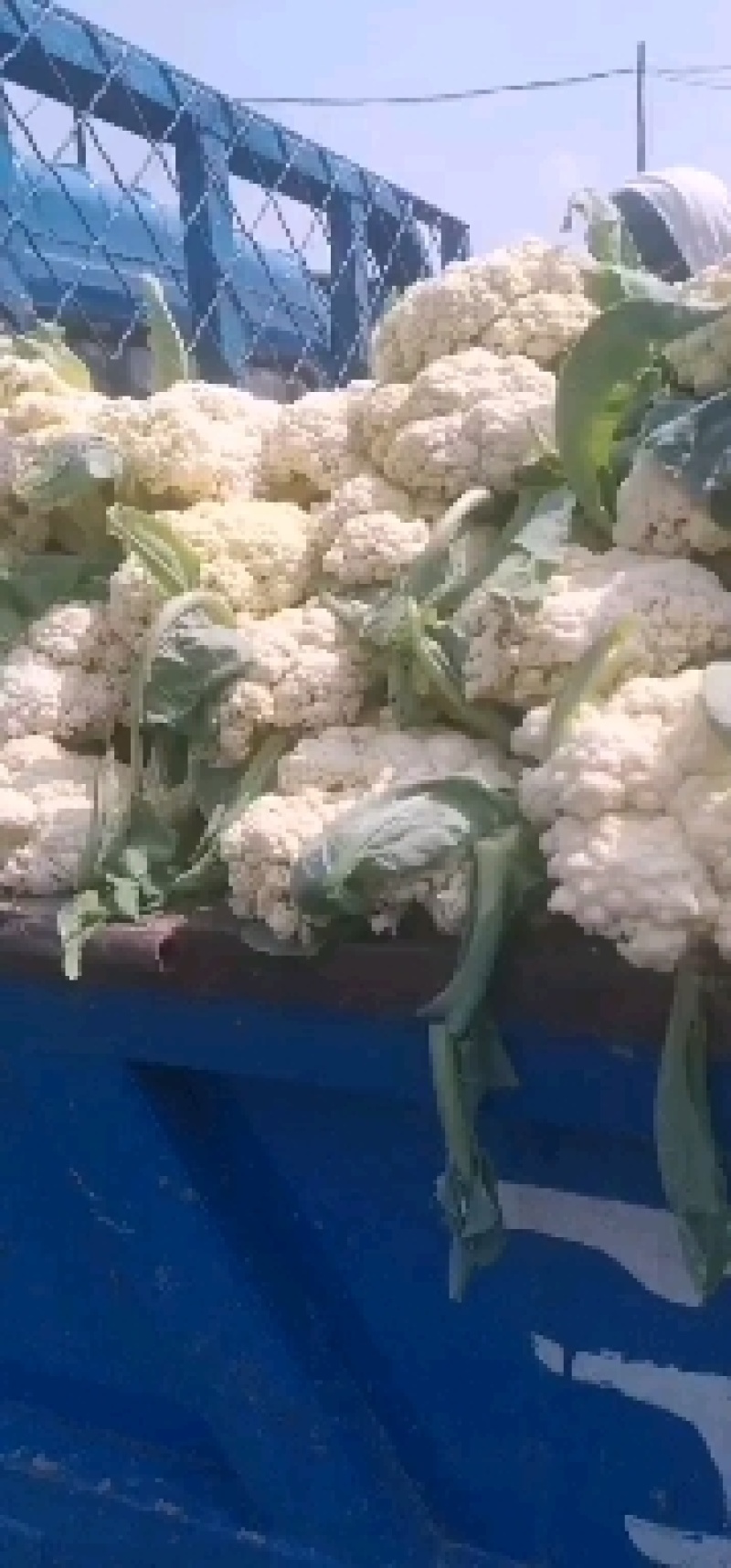 有机花