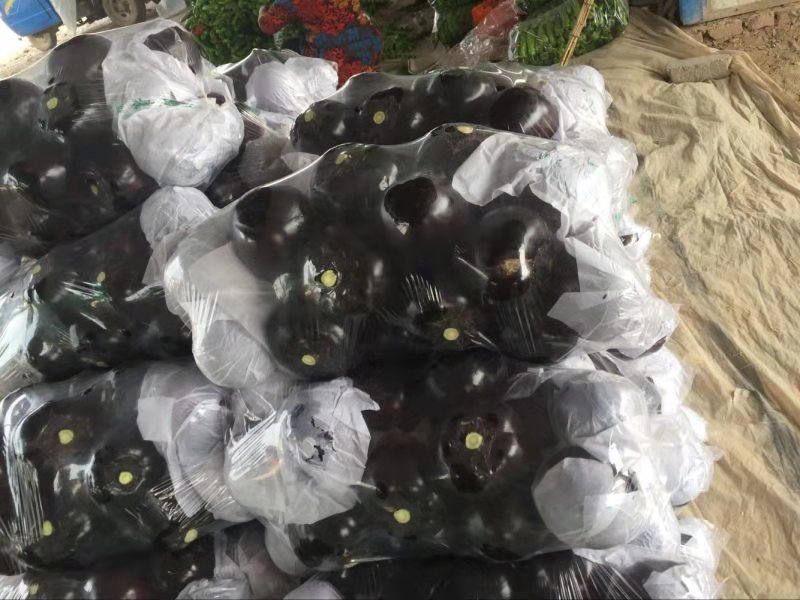 太谷紫光圆茄质量上乘产地直发供电商市场超市