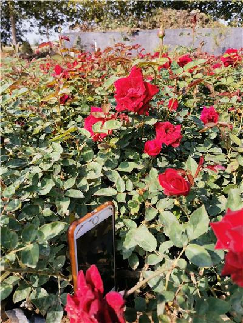 红花蔷薇，三季开花蔷薇，品种好，花期长，基地直发
