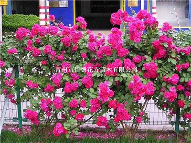 红花蔷薇，三季开花蔷薇，品种好，花期长，基地直发
