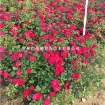 红花蔷薇，三季开花蔷薇，品种好，花期长，基地直发